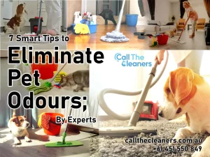 7 Smart Tips To Eliminate Pet Odours; How House Cleaning Helps